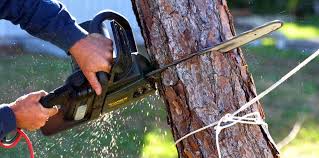 Best Palm Tree Trimming  in Mill Valley, CA