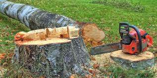 Best Tree and Shrub Care  in Mill Valley, CA