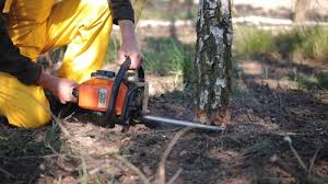 Best Emergency Tree Removal  in Mill Valley, CA