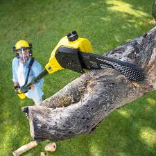 Best Lawn Renovation and Restoration  in Mill Valley, CA