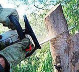 Best Commercial Tree Services  in Mill Valley, CA