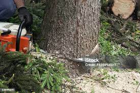 Best Firewood Processing and Delivery  in Mill Valley, CA