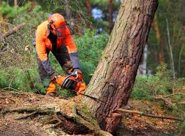 Best Pest Control for Lawns  in Mill Valley, CA