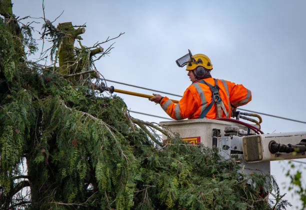 Best Leaf Removal  in Mill Valley, CA