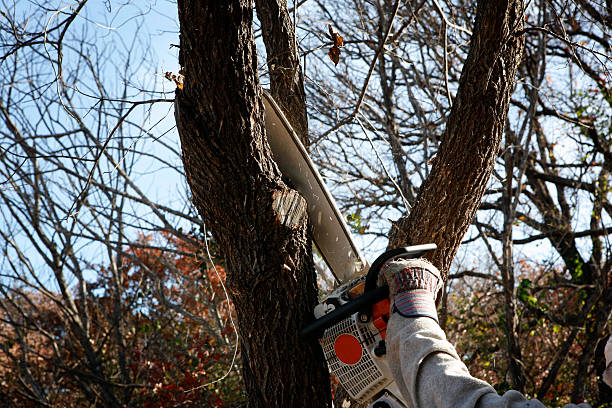 Pest Control for Lawns in Mill Valley, CA