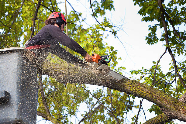 Best Hazardous Tree Removal  in Mill Valley, CA