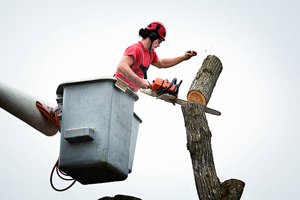 Professional Tree Care in Mill Valley, CA
