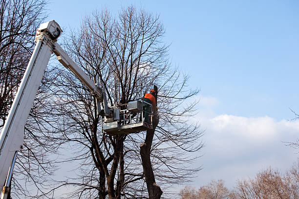  Mill Valley, CA Tree Care Pros