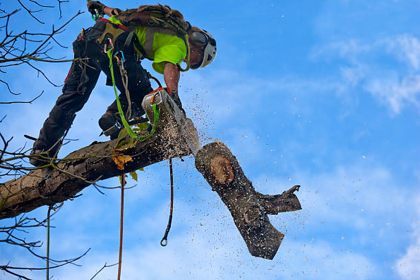 Best Tree Trimming and Pruning  in Mill Valley, CA