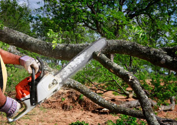 How Our Tree Care Process Works  in  Mill Valley, CA